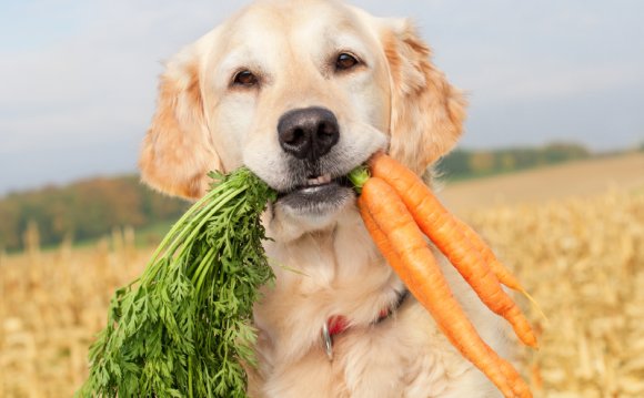 Правильное Питание для Собак